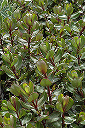 Autumn Glory Hebe (Hebe 'Autumn Glory') at Lakeshore Garden Centres