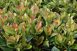 Dwarf Yeddo Hawthorn (Rhaphiolepis umbellata 'Minor') at Lakeshore Garden Centres