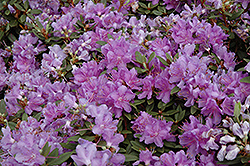 Purple Gem Rhododendron (Rhododendron 'Purple Gem') at The Mustard Seed