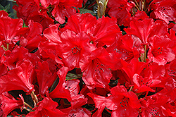 Jean Marie de Montague Rhododendron (Rhododendron 'Jean Marie de Montague') at Lakeshore Garden Centres