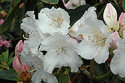Martha Isaacson Rhododendron (Rhododendron 'Martha Isaacson') at Lakeshore Garden Centres
