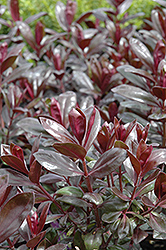 Amy Hebe (Hebe 'Amy') at Lakeshore Garden Centres