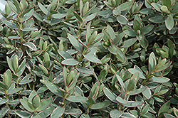 Amy Hebe (Hebe 'Amy') at Lakeshore Garden Centres