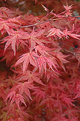 Suminagashi Japanese Maple (Acer palmatum 'Suminagashi') at Lakeshore Garden Centres
