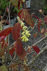Spike Winterhazel (Corylopsis spicata) at Lakeshore Garden Centres