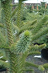 Monkey Puzzle Tree (Araucaria araucana) at Lakeshore Garden Centres