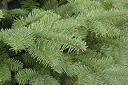 Noble Fir (Abies procera) at Lakeshore Garden Centres