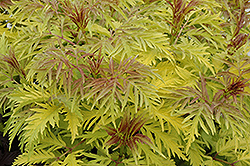 Golden Glow Elder (Sambucus racemosa 'Golden Glow') at Lakeshore Garden Centres