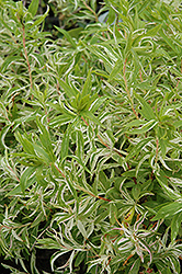 Mount Fuji Spirea (Spiraea thunbergii 'Mount Fuji') at Lakeshore Garden Centres