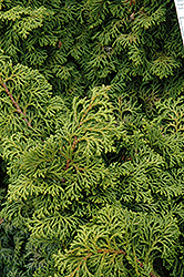 Koster's Falsecypress (Chamaecyparis obtusa 'Kosteri') at Mainescape Nursery