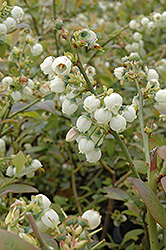 Earliblue Blueberry (Vaccinium corymbosum 'Earliblue') at Lakeshore Garden Centres
