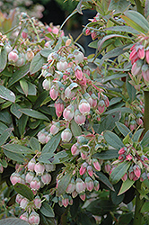 Sunshine Blue Blueberry (Vaccinium corymbosum 'Sunshine Blue') at Lakeshore Garden Centres