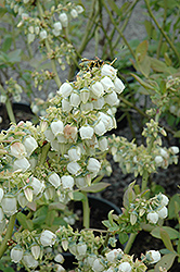 Blueray Blueberry (Vaccinium corymbosum 'Blueray') at Green Thumb Garden Centre