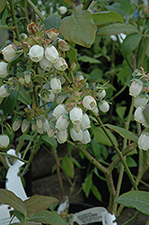 Draper Blueberry (Vaccinium corymbosum 'Draper') at Lakeshore Garden Centres