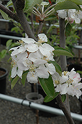Spitzenburg Apple (Malus 'Spitzenburg') at Lakeshore Garden Centres