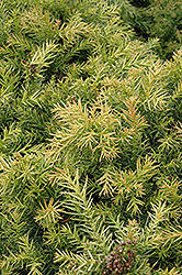 Elegans Japanese Cedar (Cryptomeria japonica 'Elegans') at Lakeshore Garden Centres