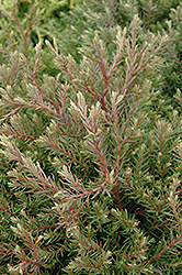 Heatherbun Whitecedar (Chamaecyparis thyoides 'Heatherbun') at Lakeshore Garden Centres