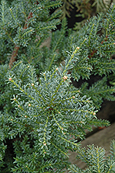 Red Tip Alpine Plum Yew (Podocarpus alpinus 'Red Tip') at Lakeshore Garden Centres