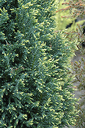 Snow White Falsecypress (Chamaecyparis lawsoniana 'Snow White') at Lakeshore Garden Centres