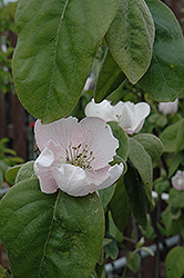 Pineapple Quince (Cydonia oblonga 'Pineapple') at Lakeshore Garden Centres