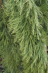 Weeping Giant Sequoia (Sequoiadendron giganteum 'Pendulum') at Lakeshore Garden Centres