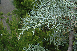 Blue Pyramid Cypress (Cupressus arizonica 'Blue Pyramid') at Lakeshore Garden Centres
