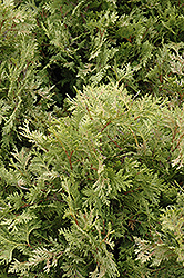 Dorset Yellow Arborvitae (Thuja occidentalis 'Dorset Yellow') at Lakeshore Garden Centres