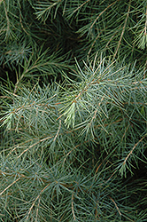 Deodar Cedar (Cedrus deodara) at Lakeshore Garden Centres