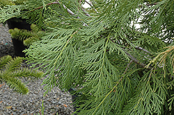 California Incense Cedar (Calocedrus decurrens) at Lakeshore Garden Centres