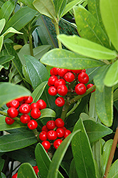 Japanese Skimmia (Skimmia japonica) at Lakeshore Garden Centres
