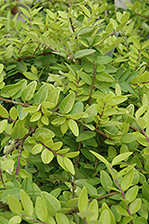 Edmee Gold Honeysuckle (Lonicera nitida 'Briloni') at Lakeshore Garden Centres