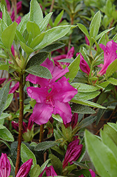 Blue Danube Azalea (Rhododendron 'Blue Danube') at Lakeshore Garden Centres