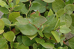 Salal (Gaultheria shallon) at Lakeshore Garden Centres
