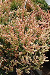Spring Torch Heather (Calluna vulgaris 'Spring Torch') at Lakeshore Garden Centres