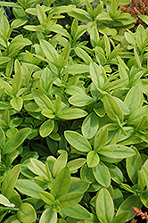 Rhodoptera Ground Milkwort (Polygala chamaebuxus 'Rhodoptera') at Lakeshore Garden Centres