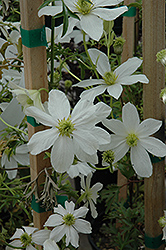 Early Sensation Clematis (Clematis cartmanii 'Early Sensation') at Lakeshore Garden Centres