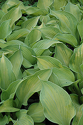Rascal Hosta (Hosta 'Rascal') at Lakeshore Garden Centres