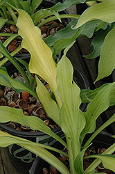 Pineapple Upside Down Cake Hosta (Hosta 'Pineapple Upside Down Cake') at Lakeshore Garden Centres