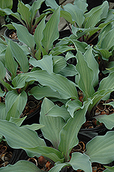 Miss Linda Smith Hosta (Hosta 'Miss Linda Smith') at Lakeshore Garden Centres