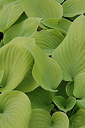 Fat Cat Hosta (Hosta 'Fat Cat') at Lakeshore Garden Centres