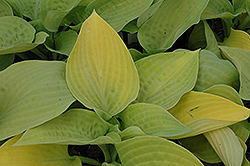 Chesterland Gold Hosta (Hosta 'Chesterland Gold') at Lakeshore Garden Centres