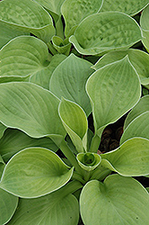 Blue Maui Hosta (Hosta 'Blue Maui') at Lakeshore Garden Centres