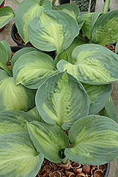 Adrian's Glory Hosta (Hosta 'Adrian's Glory') at Lakeshore Garden Centres