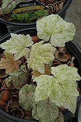 Mystic Mist Foamflower (Tiarella 'Mystic Mist') at Lakeshore Garden Centres