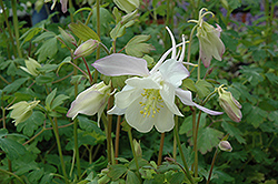 Music Pure White Columbine (Aquilegia 'Musik Pure White') at Lakeshore Garden Centres
