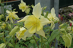 Music Yellow Columbine (Aquilegia 'Musik Yellow') at Lakeshore Garden Centres