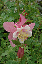 Music Red WhiteColumbine (Aquilegia 'Musik Red White') at Lakeshore Garden Centres