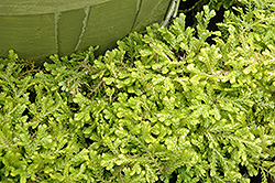 Golden Spikemoss (Selaginella kraussiana 'Aurea') at Lakeshore Garden Centres