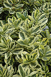 Pinocchio Hebe (Hebe 'Pinocchio') at Lakeshore Garden Centres