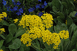 Basket Of Gold Alyssum (Aurinia saxatilis) at Lakeshore Garden Centres